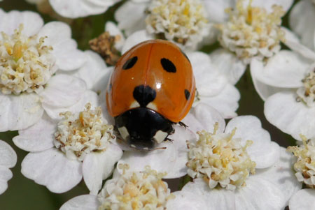 Seven-spot ladybird, Seven-spotted ladybug (Coccinella septempunctata) Genus Coccinella. Subfamily Coccinellinae. Family Ladybirds, ladybugs (Coccinellidae).