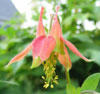 A Dutchman in the USA. Rob discribes his garden in Pennsylvania's Lehigh Valley. There is much information about the plants and animals in the garden.