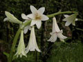 Flowers of India  is aimed at having information about all the flowers found in India, with their common names, especially in Indian languages, pictures and habitat, easily available in one place.