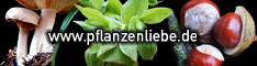 The green picture gallery  / Pflanzenliebe  A German site. Nature photography for print, web and much more! The Green Picture Gallery for plants indoor and outdoor, in forest and garden, meadow and field, botanical garden and in the house. 