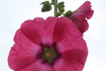 Wallwork Family Pages This British garden lies within the High Weald area of Kent. Photos of many items they have found which give a clue to the lives of past inhabitants. Many photos of plants and wildlife.
