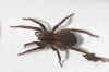 Common fox-spider (Alopecosa pulverulenta). Family wolf spiders (Lycosidae).