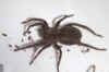 Common fox-spider (Alopecosa pulverulenta). Family wolf spiders (Lycosidae).