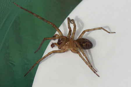 Amaurobius similis. Family tangled nest spiders, night spiders, hacklemesh weavers (Amaurobiidae). male