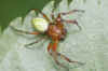 Araniella spec. Family orb-weaver spiders (Araneidae). Male.