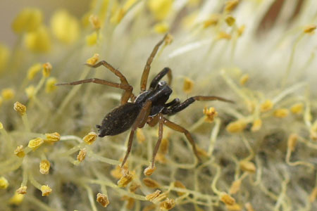 Aulonia albimana. Family wolf spiders (Lycosidae). 