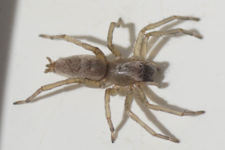 Sac spider spec.(Clubiona spec.). Family Sac Spiders (Clubionidae).