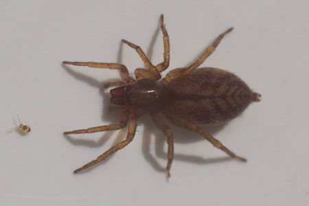 Clubiona comta. Family Sac Spiders (Clubionidae). Female.