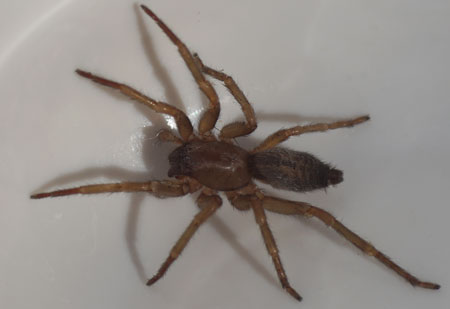 Clubiona corticalis. Family Sac Spiders (Clubionidae). Female.