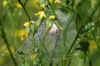 Nursery webspider, Pisaura mirabilis with an egg sacs in a web. Family  Nursery web spiders (Pisauridae). 