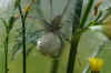 Nursery webspider, Pisaura mirabilis with an egg sacs in a web. Family  Nursery web spiders (Pisauridae). 