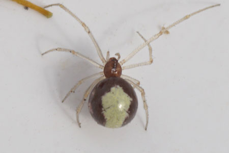 Neottiura bimaculata. Female. Family tangle-web spiders, cobweb spiders or comb-footed spiders (Theridiidae). Familie kogelspinnen (Theridiidae). 