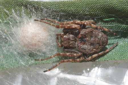 Walnut Orb-Weaver Spider (Nuctenea umbratica). Female with nest. Family orb-weaver spiders (Araneidae).