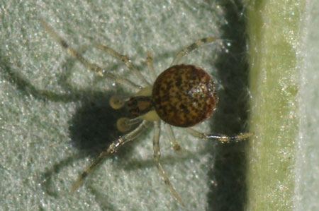 Paidiscura pallens. Young male. Family tangle-web spiders, cobweb spiders or comb-footed spiders (Theridiidae).