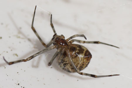 Common house spider, American house spider (Parasteatoda tepidariorums).  Family tangle-web spiders,  cobweb spiders or comb-footed spiders (Theridiidae).