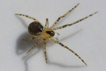 Platnickina tincta.Family tangle-web spiders,  cobweb spiders or comb-footed spiders (Theridiidae).