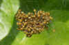 A picture of young orb-weavers (araneida). 