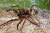 Cupboard spider, dark comb-footed spider, brown house spider, false widow or false black widow (Steatoda grossa).  Family tangle-web spiders,  cobweb spiders or comb-footed spiders (Theridiidae). 