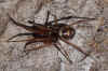 Cupboard spider, dark comb-footed spider, brown house spider, false widow or false black widow (Steatoda grossa). Family tangle-web spiders, cobweb spiders or comb-footed spiders (Theridiidae). 