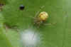 Theridion varians.Family tangle-web spiders, cobweb spiders or comb-footed spiders (Theridiidae).