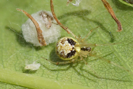 Theridion varians.Family tangle-web spiders, cobweb spiders or comb-footed spiders (Theridiidae).