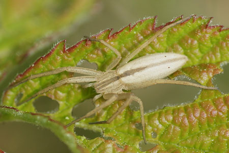 Tibellus oblongus or Tibellus maritimus. Family Running Crab Spiders (Philodromidae).