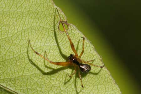 Anelosimus vittatus, Seycellocesa vittatus. Male. Family tangle-web spiders, cobweb spiders or comb-footed spiders (Theridiidae).