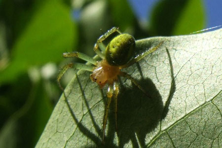 Araniella spec. Family orb-weaver spiders (Araneidae)