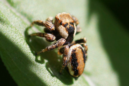 Evarcha falcata. Male. Subfamily Plexippinae. Family jumping spiders (Salticidae).