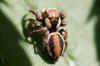 Evarcha falcata. Male. Subfamily Plexippinae. Family jumping spiders (Salticidae).