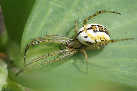 Mangora acalypha. Family orb-weaver spiders (Araneidae)