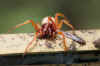 Roodwitte Celspin (Dysdera crocata). Familie celspinnen (Dysderidae).