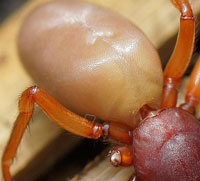 Roodwitte Celspin (Dysdera crocata). Familie celspinnen (Dysderidae).