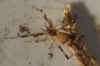 Episinus angulatusFamily tangle-web spiders, cobweb spiders or comb-footed spiders (Theridiidae).