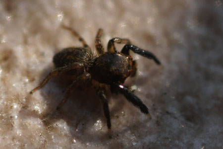 Euophrys frontalis. Subfamily Euophryinae. Family jumping spiders (Salticidae).