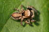 Evarcha falcata. Male. Subfamily Plexippinae. Family jumping spiders (Salticidae).