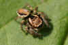 Evarcha falcata. Male. Subfamily Plexippinae. Family jumping spiders (Salticidae).