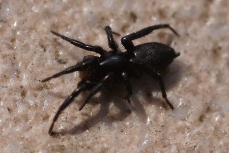 Ground spider spec. (Gnaphosidae).