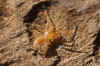 Maybe Woodlous spider (Dysdera crocata). Nymph. Cell spiders, woodlouse hunters (Dysderidae). 