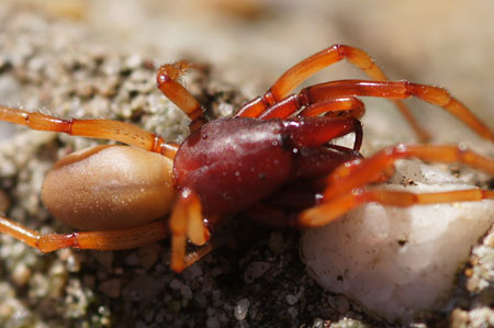 Maybe Woodlous spider (Dysdera crocata). Male. Cell spiders, woodlouse hunters (Dysderidae). But... with to many spines on the rear thighs.!