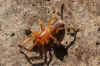 Maybe Woodlous spider (Dysdera crocata). Nymph. Cell spiders, woodlouse hunters (Dysderidae). 