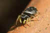 Heliophanus spec. Subfamily Heliophaninae. Family jumping spiders (Salticidae).