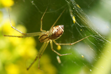 Money spider (Linyphia triangularis). Family sheet weavers, money spiders (Linyphiidae).