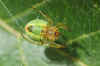 Araniella spec. Family orb-weaver spiders (Araneidae).