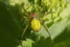 Araniella spec. Family orb-weaver spiders (Araneidae)