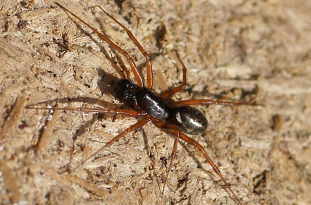 Herb hammock spider (Neriene clathrata).Male.Family sheet weavers, money spiders (Linyphiidae).