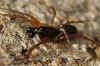 Herb hammock spider (Neriene clathrata). Male. Family sheet weavers, money spiders (Linyphiidae).