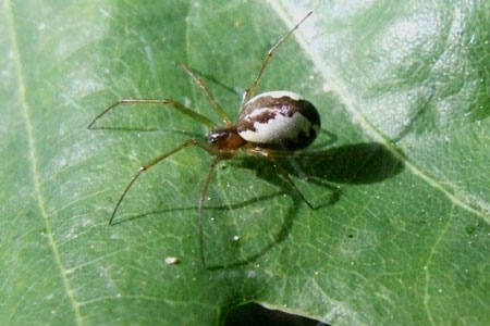 Platform hammock-spider (Neriene peltata). Family sheet weavers, money spiders (Linyphiidae).