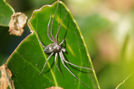 Philodromus aureolus 