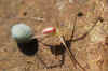 Enoplognatha ovata or Enoplognatha latimana. And a cocoon. Family tangle-web spiders, cobweb spiders or comb-footed spiders (Theridiidae). 